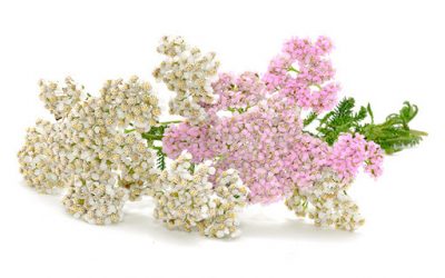 Coada soricelului (Achillea millefolium)