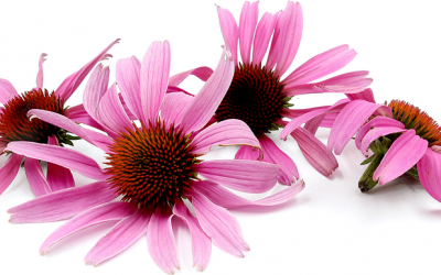 Echinacea (Echinacea Purpurea)