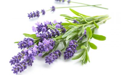 Lavanda (Lavandula angustifolia)