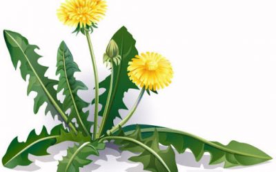 Papadie (Taraxacum officinale)