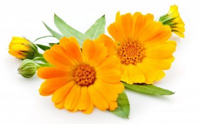 Galbenele (Calendula officinalis)