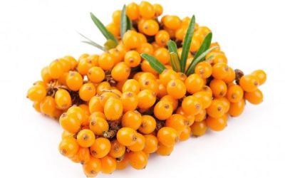 Catina (Hippophae rhamnoides)