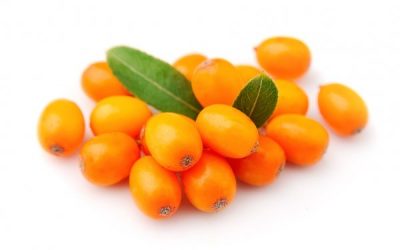 Catina* (Hippophae rhamnoides)