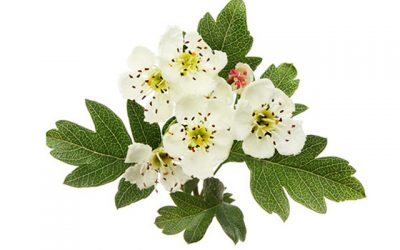 Paducel (Crataegus-monogyna)