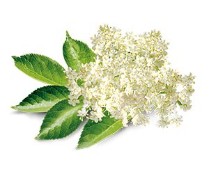 FLORI  DE  SOC (SAMBUCUS L.)